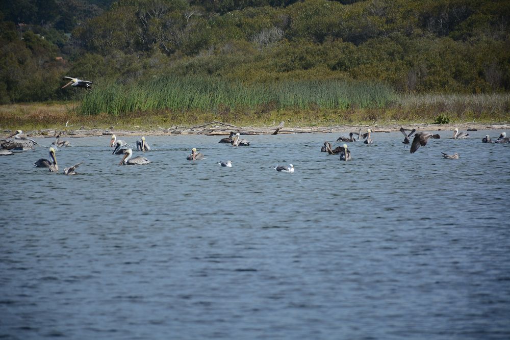 Flock of birds at Carmel River State Beach