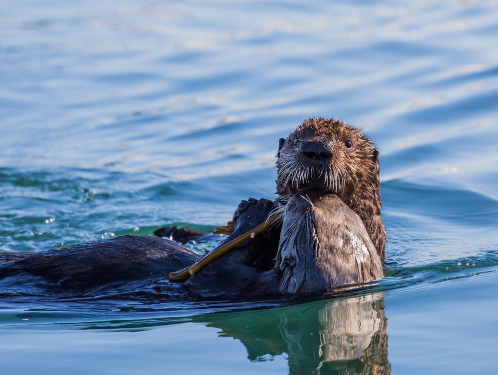 Sea otter at Monterey Bay National Marine Sanctuary