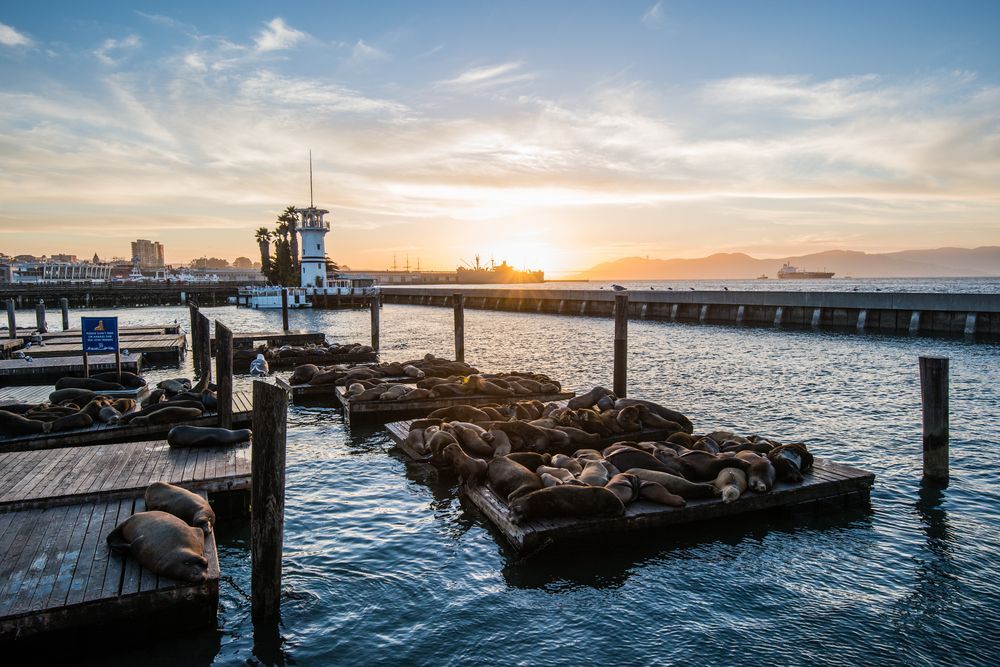 Sea lions at Pier 39