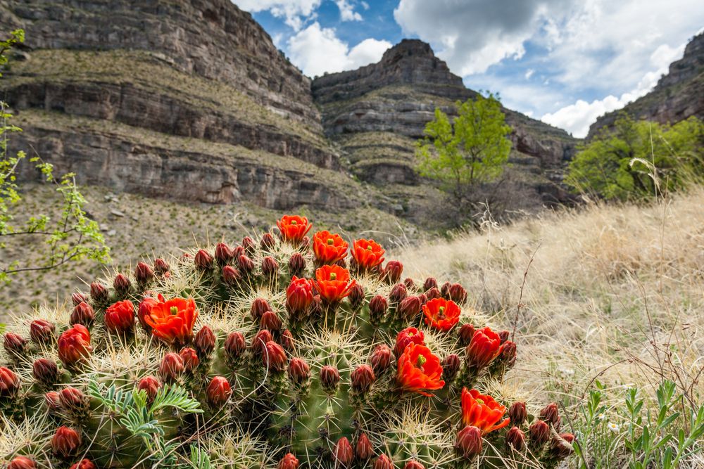 View of Dog Canyon at Oliver Lee Memorial State Park