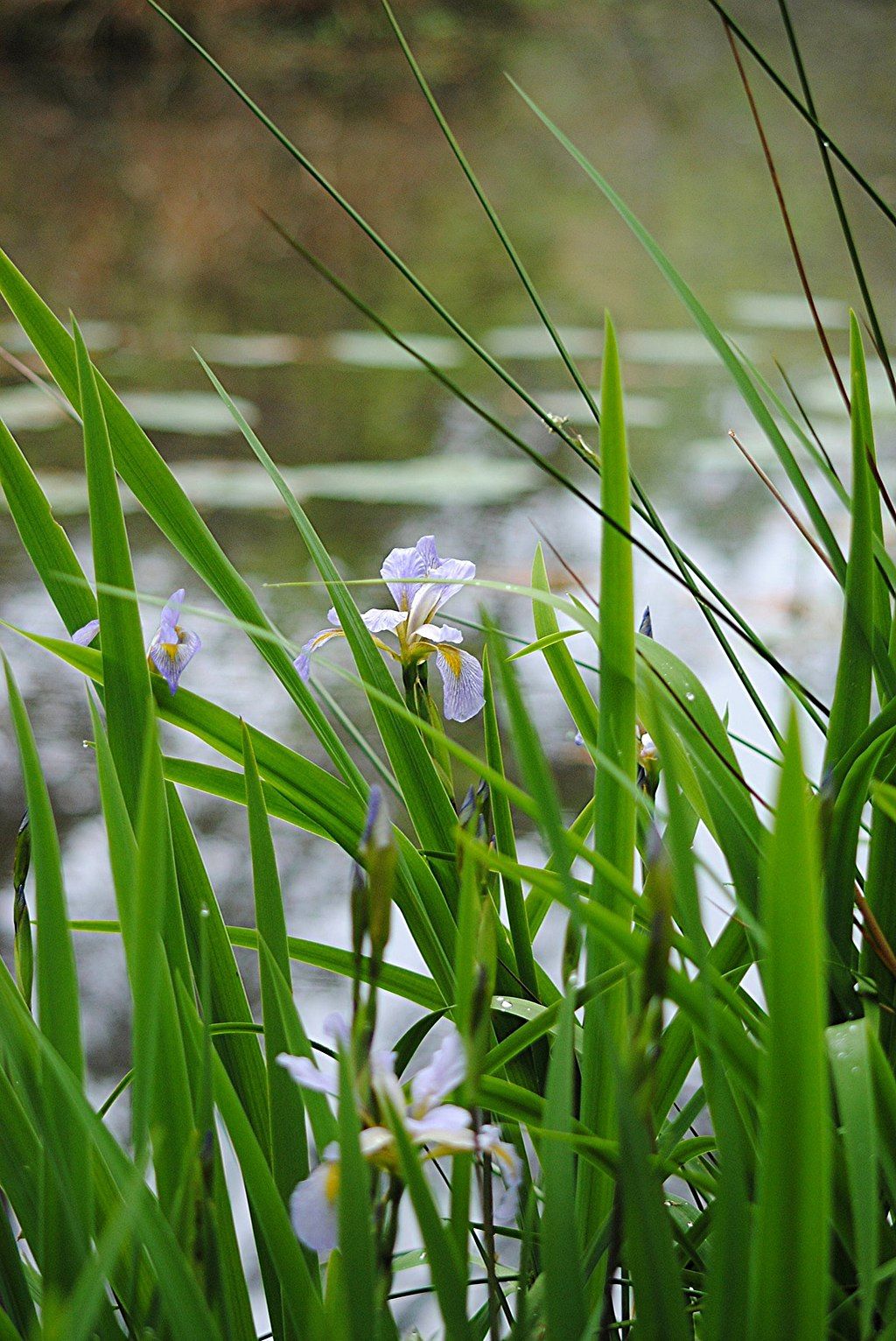 Wildflowers at Crosby Arboretum