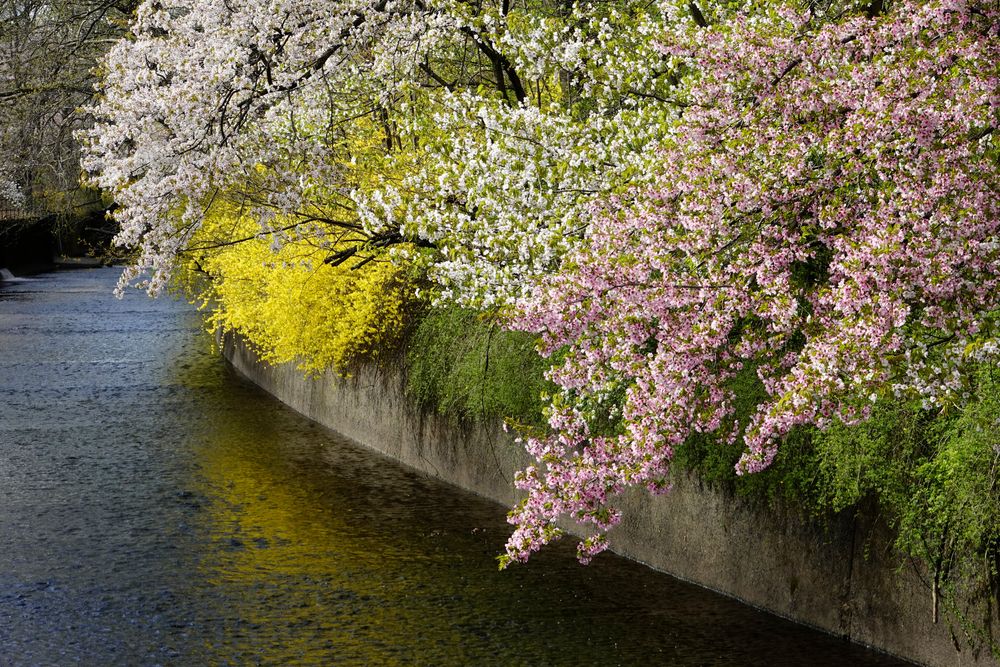 Blooms at Branch Brook Park