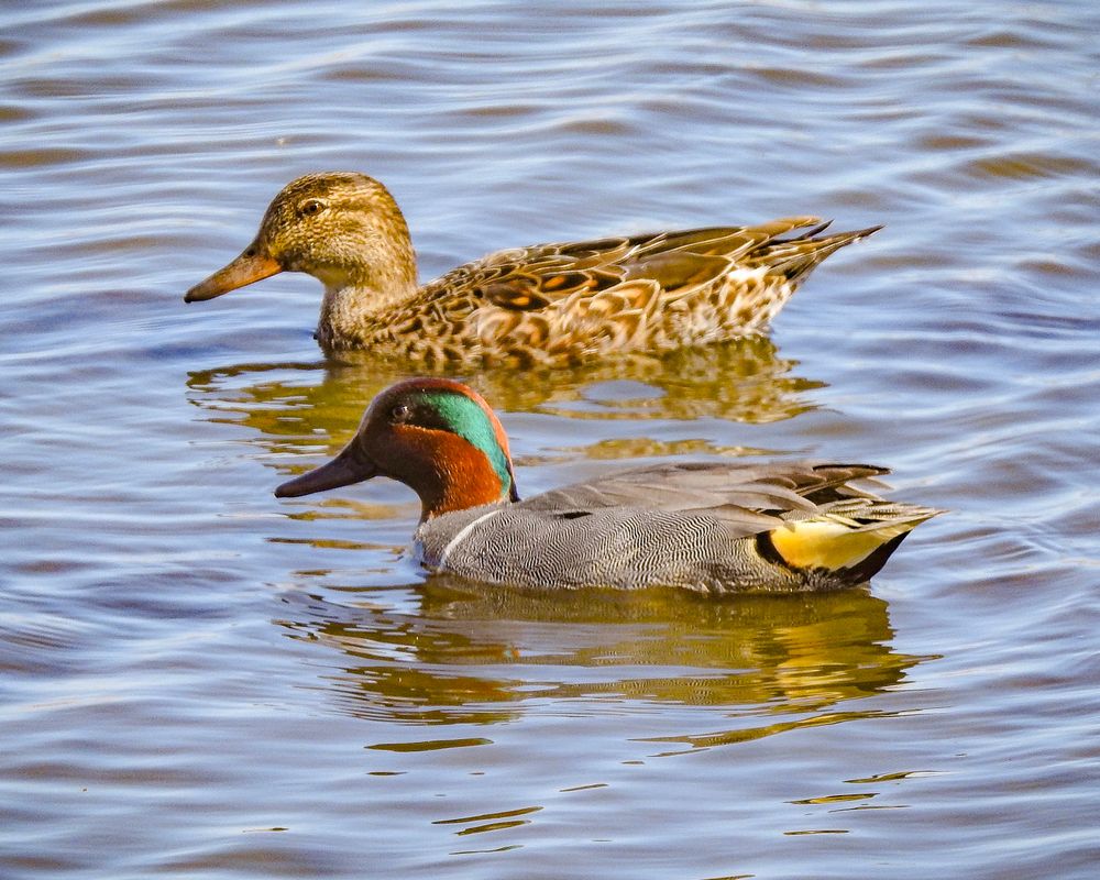 Ducks at Richard W. DeKorte Park