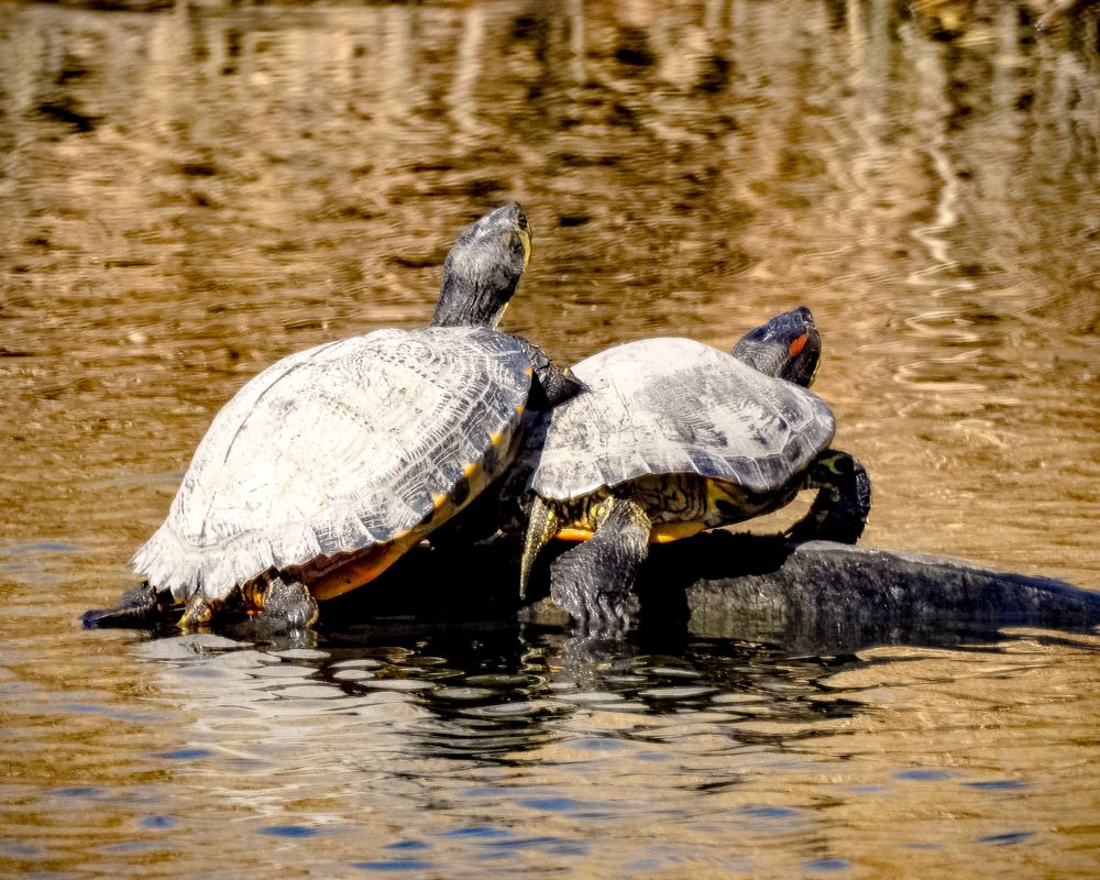 Turtles at Richard W. DeKorte Park