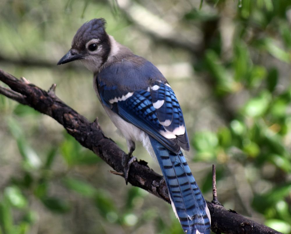 A Bird in Point Washington State Forest