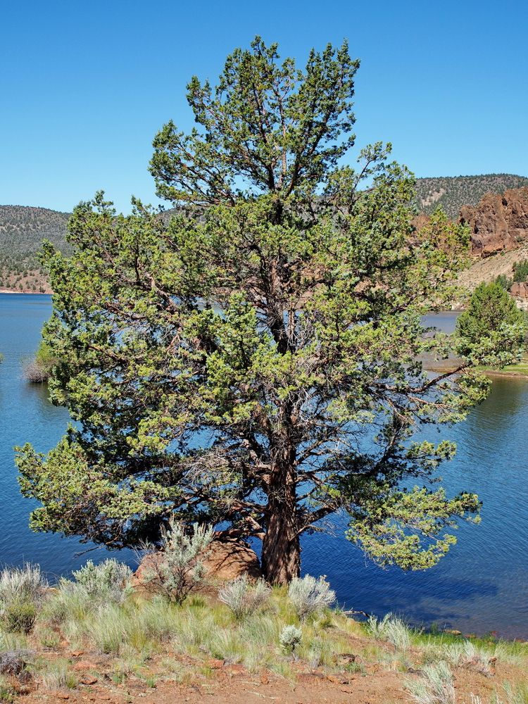 A juniper tree near the water of Prineville Reservoir State Park