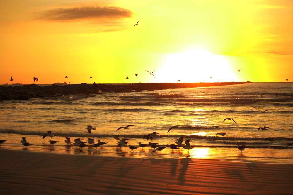 Silhouette of birds during sunrise at Port Aransas