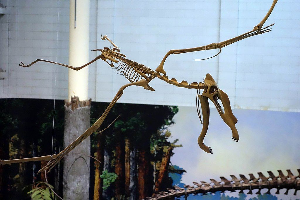 A dinosaur skeleton displayed in Carnegie Museum of Natural History