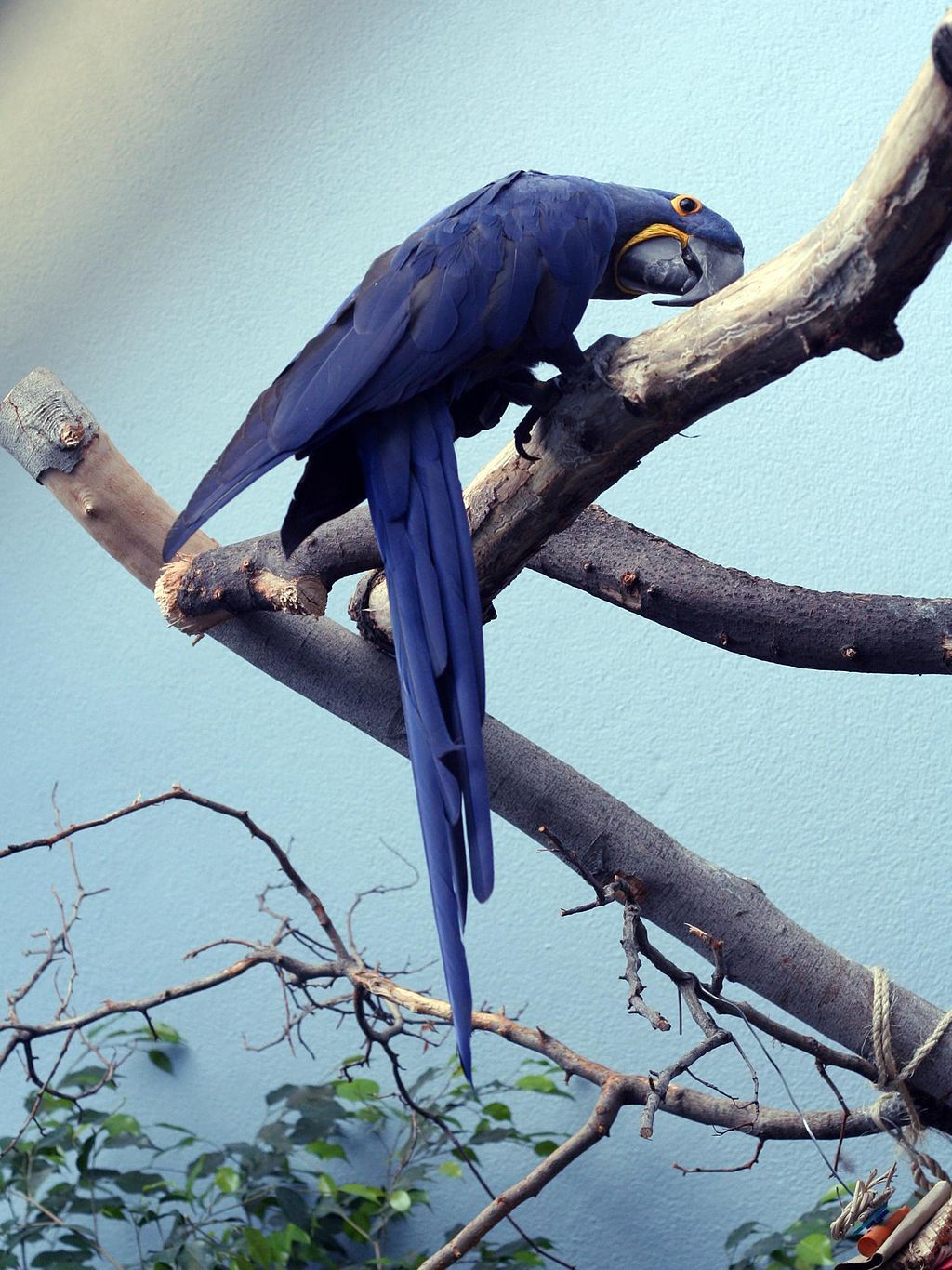 Hyacinth Macaw at National Aviary