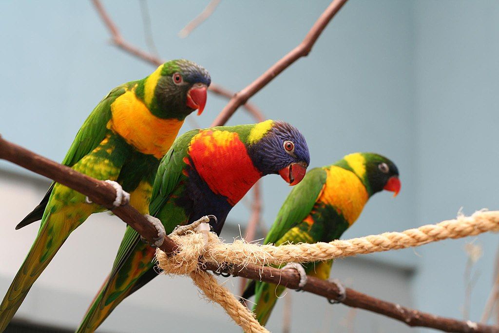 Rainbow Lorikeets at National Aviary