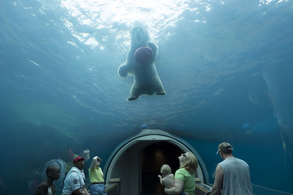 People watching a bear at Pittsburgh Zoo Aquarium