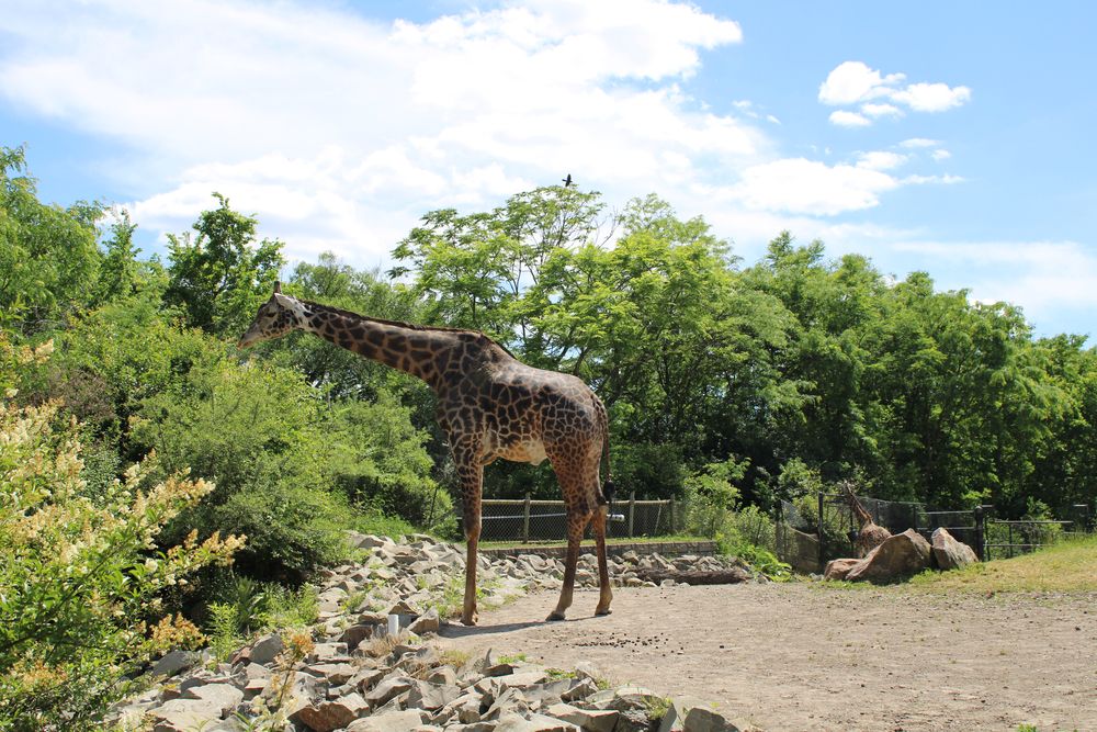 A giraffe at Pittsburgh Zoo & PPG Aquarium