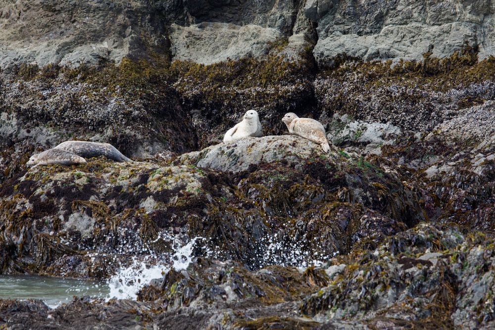 Two Seals in Oregon Islands National Wildlife Refuge