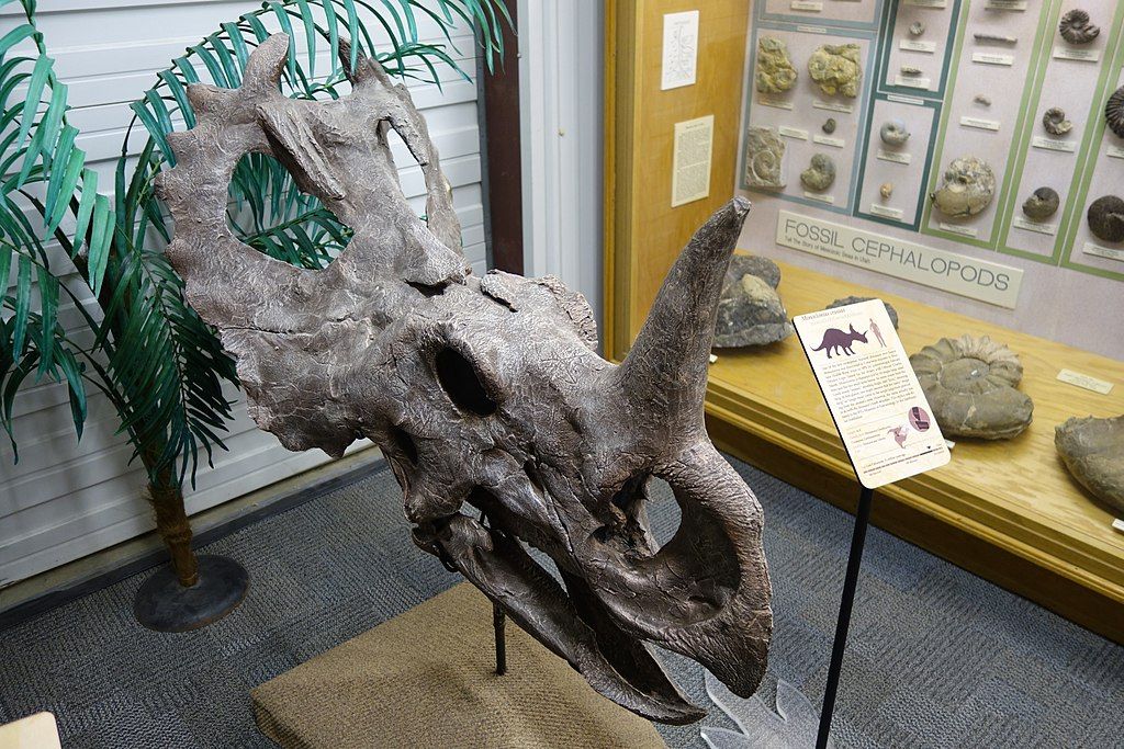 Dinosaur skull displayed in BYU Museum of Paleontology