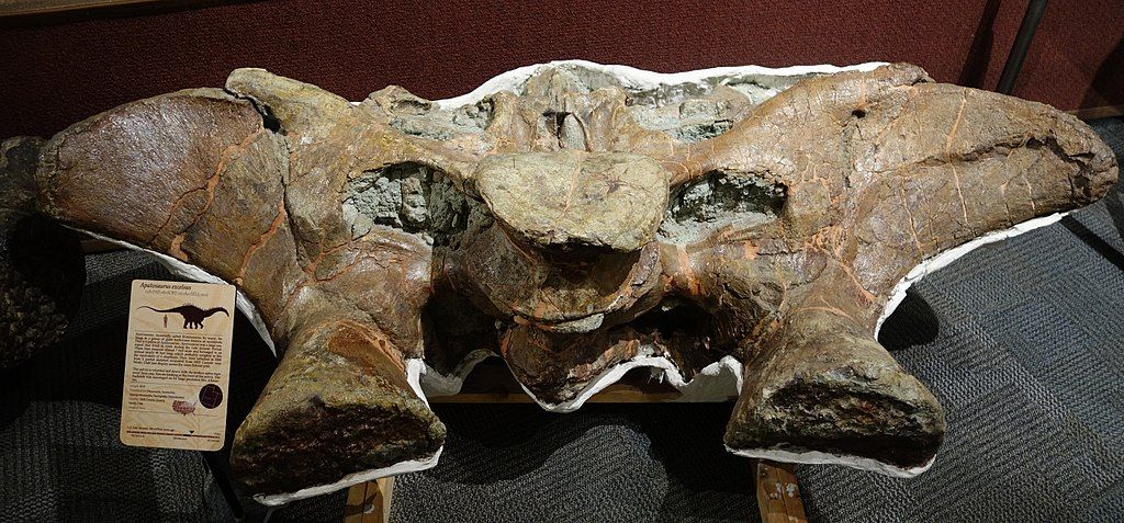 A dinosaur fossil inside the BYU Museum of Paleontology
