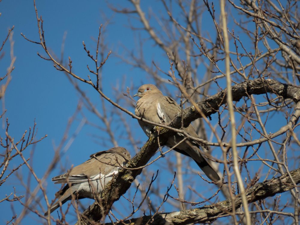 Birds at Bob Woodruff Park