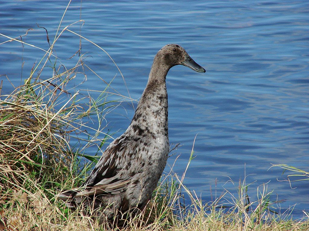 A bird at Russell Creek Park