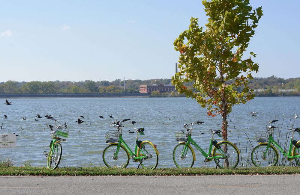 Bicycles at White Rock Lake