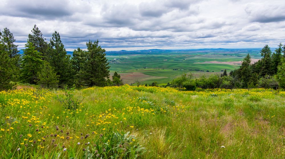 Wildflowers along Kamiak Butte County Park