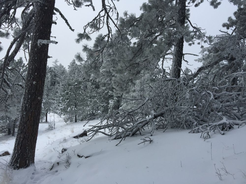 Winter view of Kamiak Butte County Park