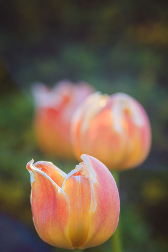 A flower at Lawson Gardens