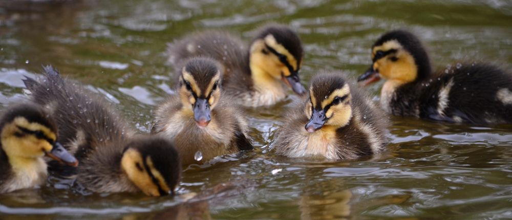 Cute little ducks on the pond of Sunnyside Park
