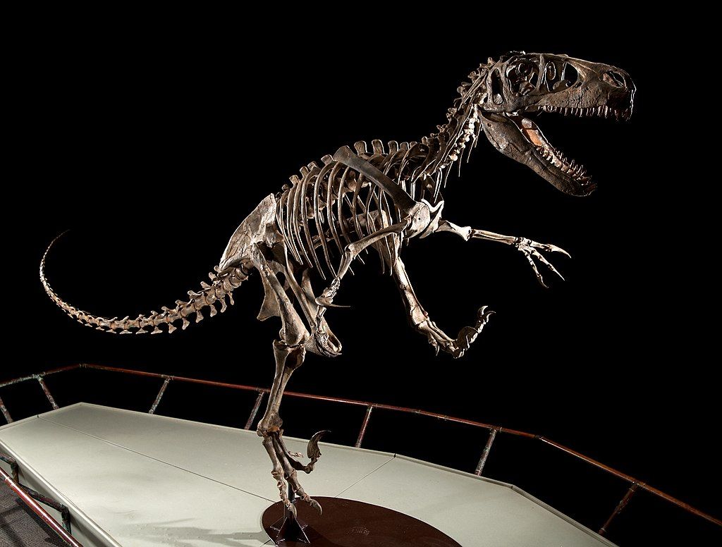 Dinosaur skeleton displayed in the Brigham Young University Museum of Paleontology