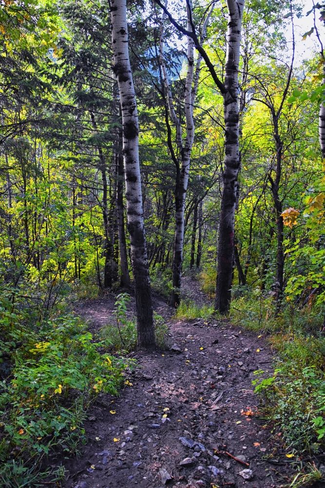 Trail lined with trees at Kyhv Peak