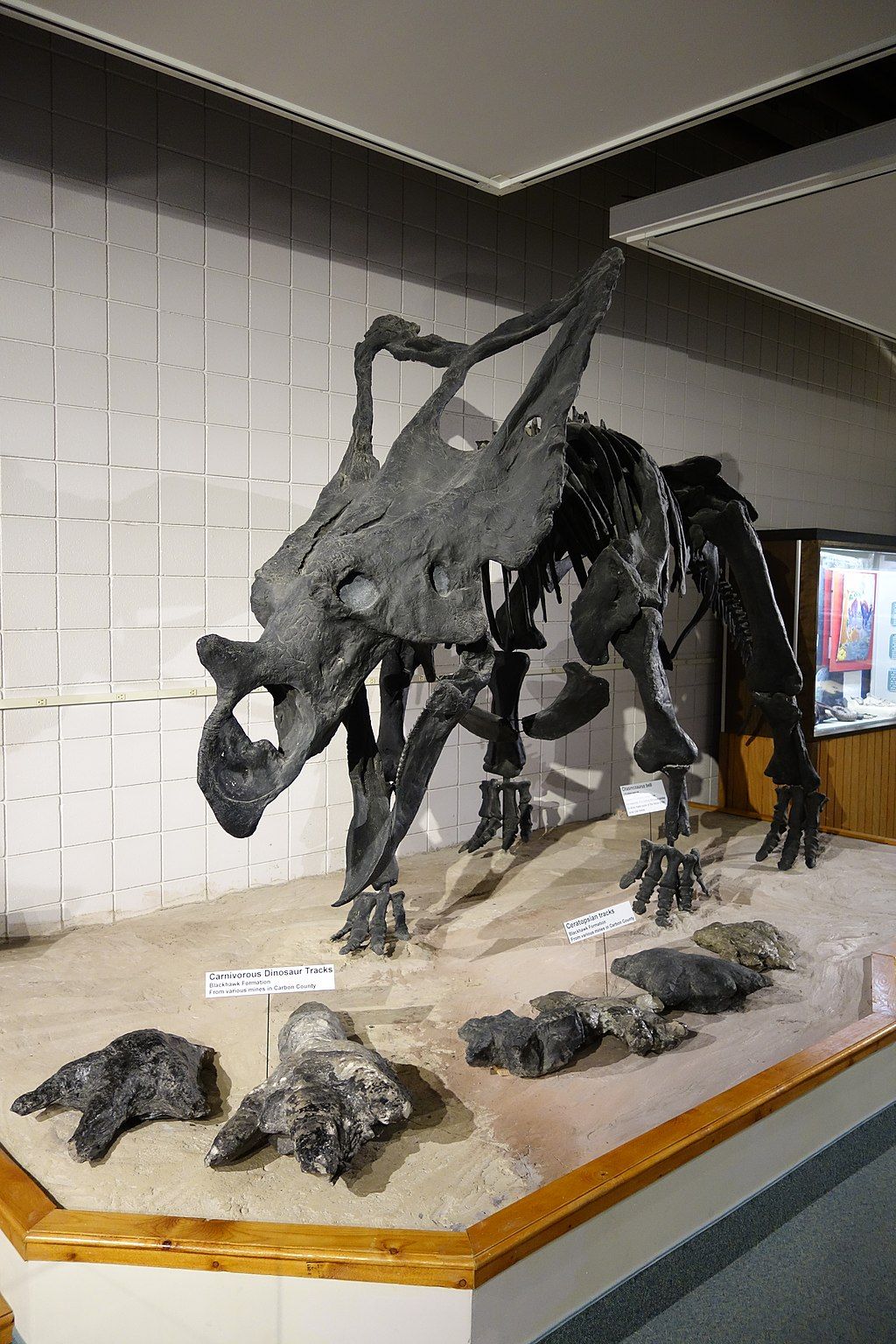 Chasmosaurus skeleton displayed in Prehistoric Museum of the Utah State University Eastern