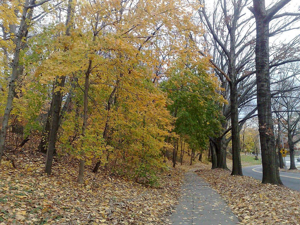 Trail with foliage at Forest Park