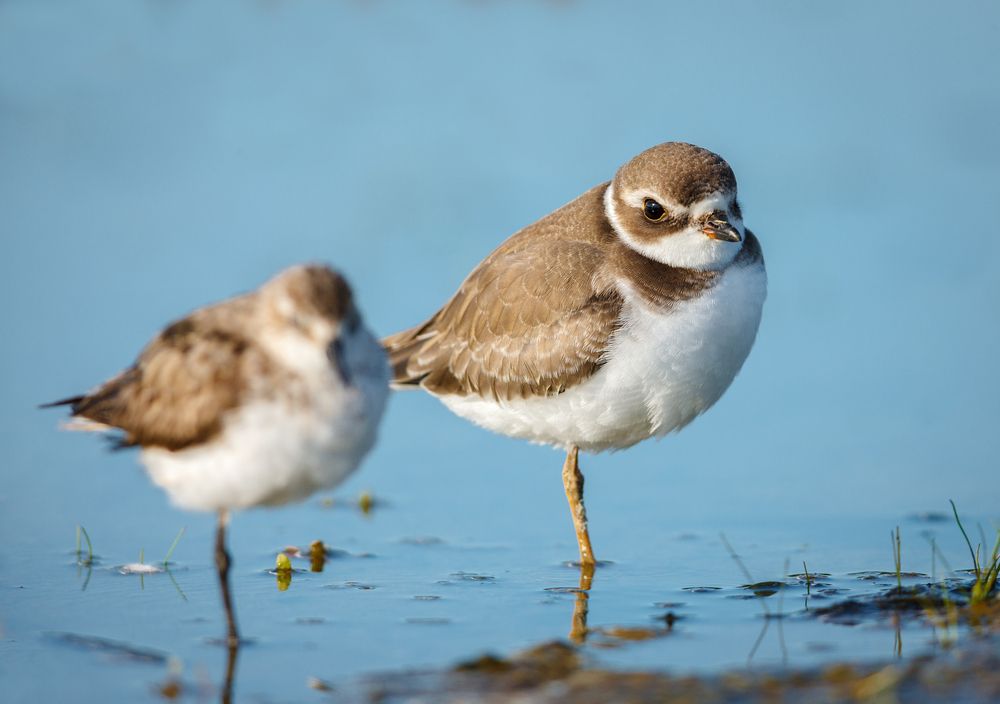 Cute birds at Jamaica Bay Wildlife Refuge