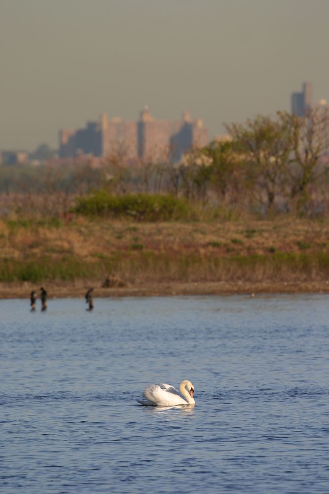 A swan at Jamaica Bay Wildlife Refuge