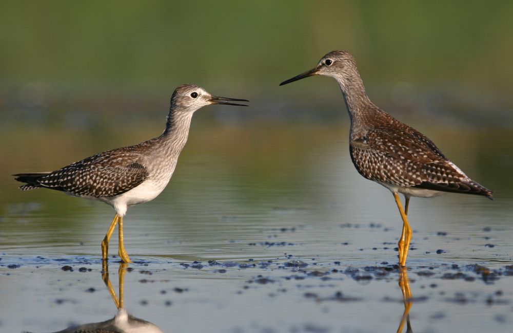 Yellowlegs at Jamaica Bay Wildlife Refuge