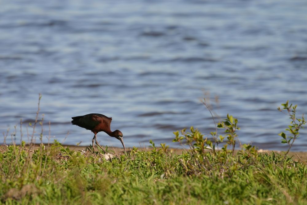 Ibis at Jamaica Bay Wildlife Refuge