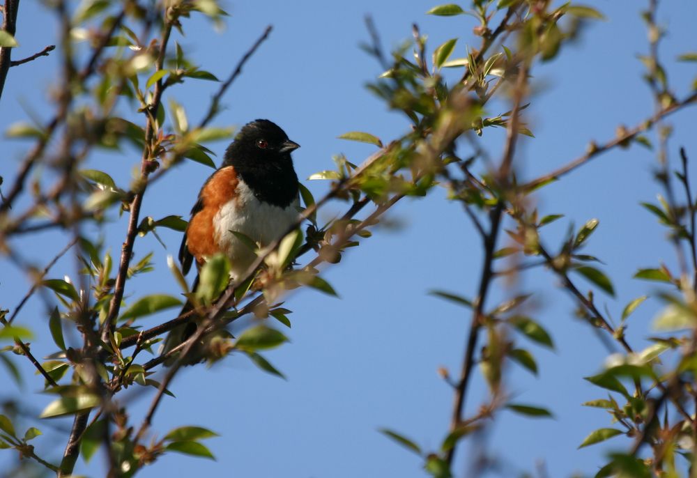 Eastern towhee at Jamaica Bay Wildlife Refuge