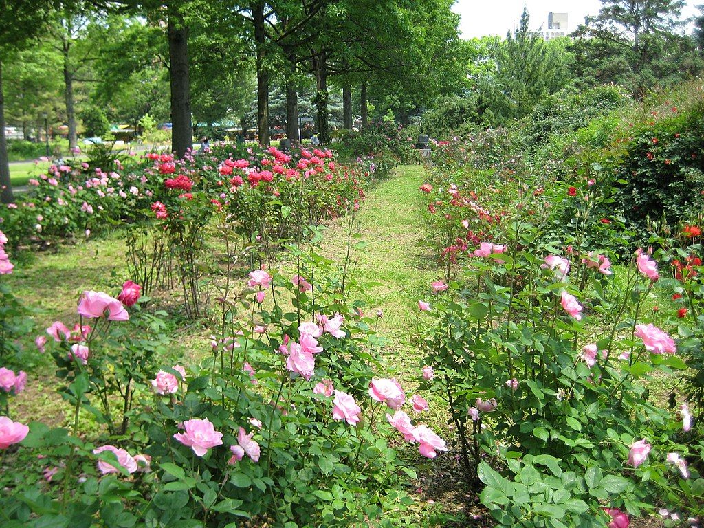 Beautiful flowers of Queens Botanical Garden