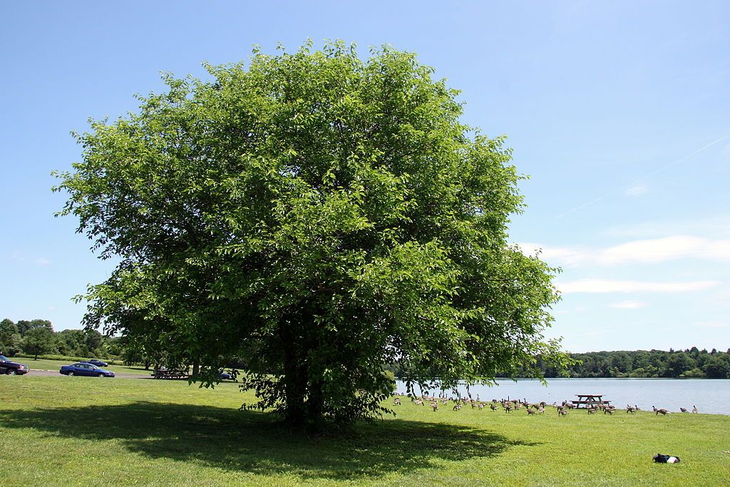 Tree by the water in Nockamixon State Park