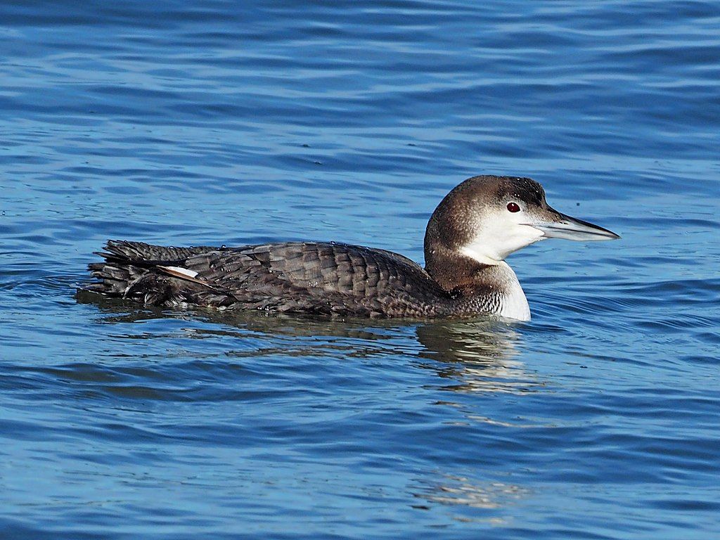 Loon on the waters of Delaware Seashore State Park