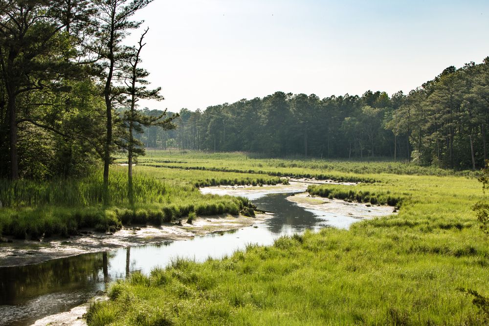 Marsh at Junction and Breakwater Trail