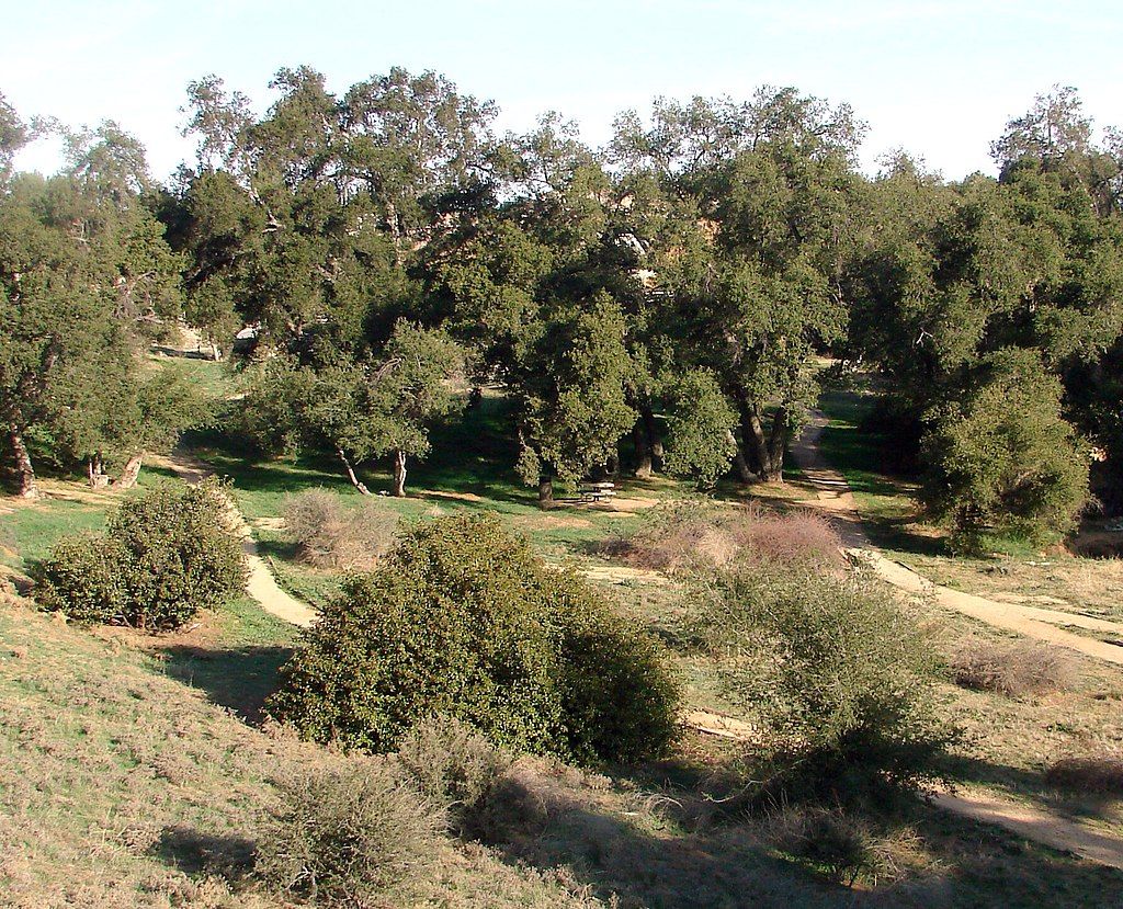 Trees at Oakmont Park