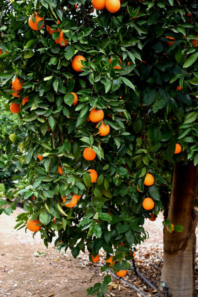 An orange tree at Prospect Park