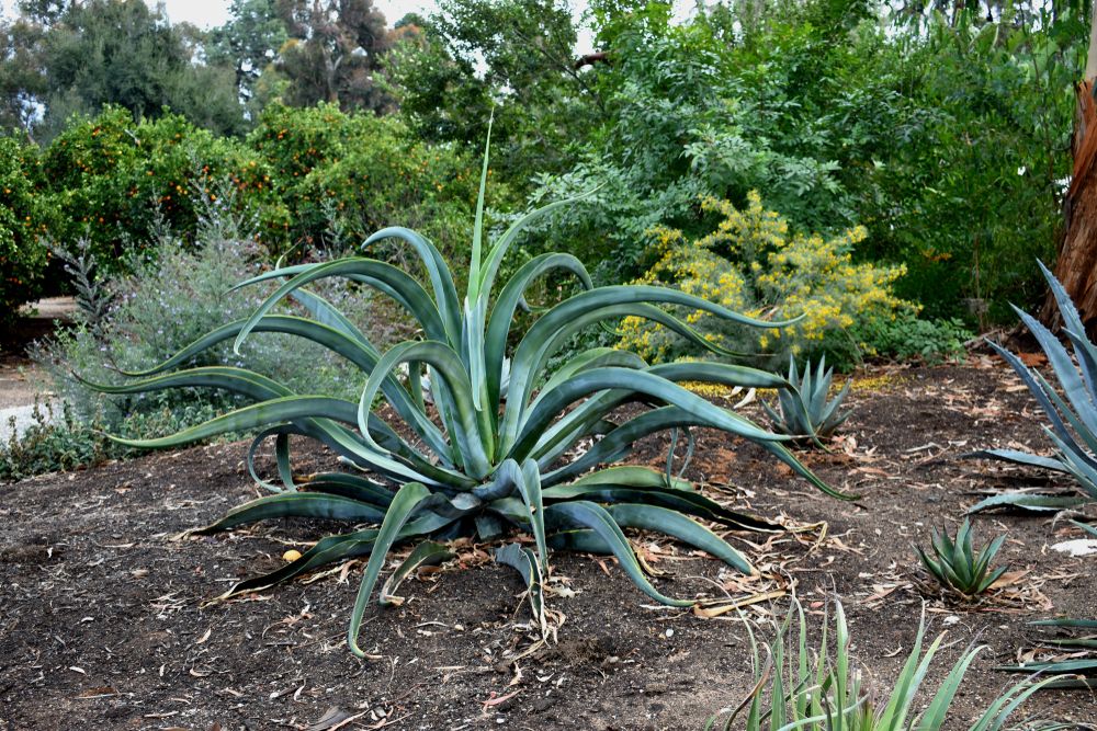 Succulents at Prospect Park