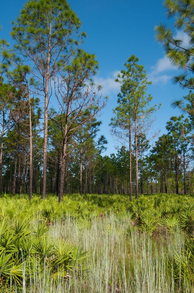 Nature scene at Triple Creek Nature Preserve