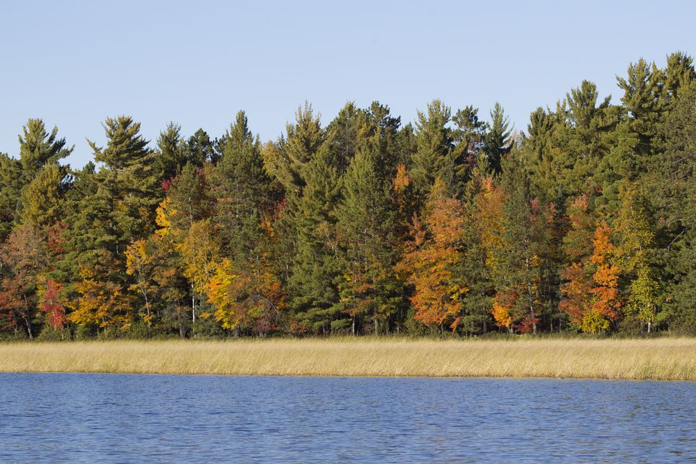Fall trees near the Wisconsin River