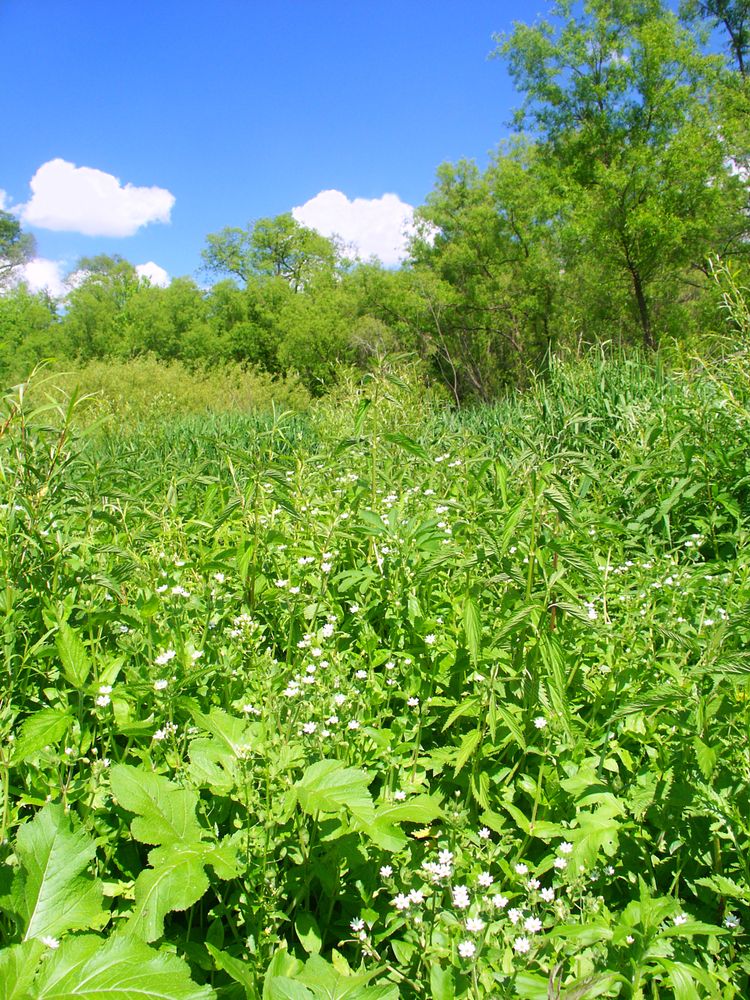 Lush greenery at Blackhawk Springs Forest Preserve