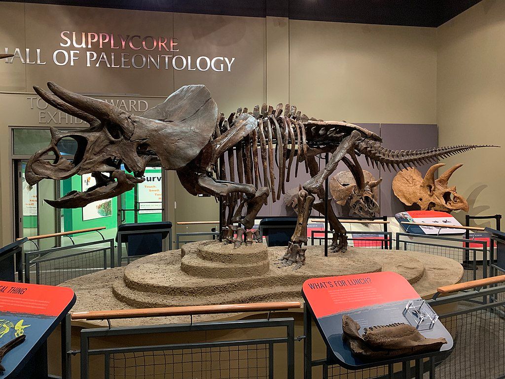 Triceratops skeleton in Burpee Museum of Natural History