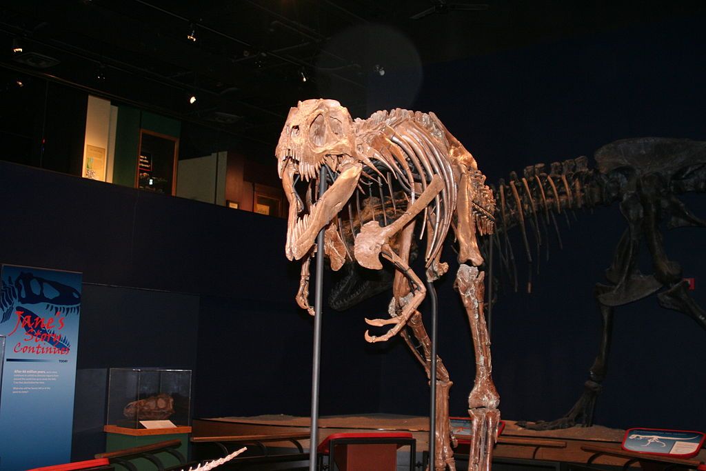 Jane the T-Rex displayed in Burpee Museum of Natural History