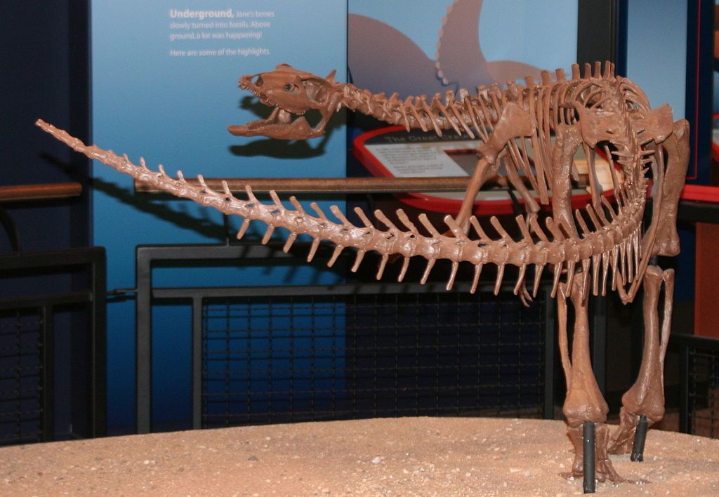 Thescelosaurus displayed in Burpee Museum of Natural History