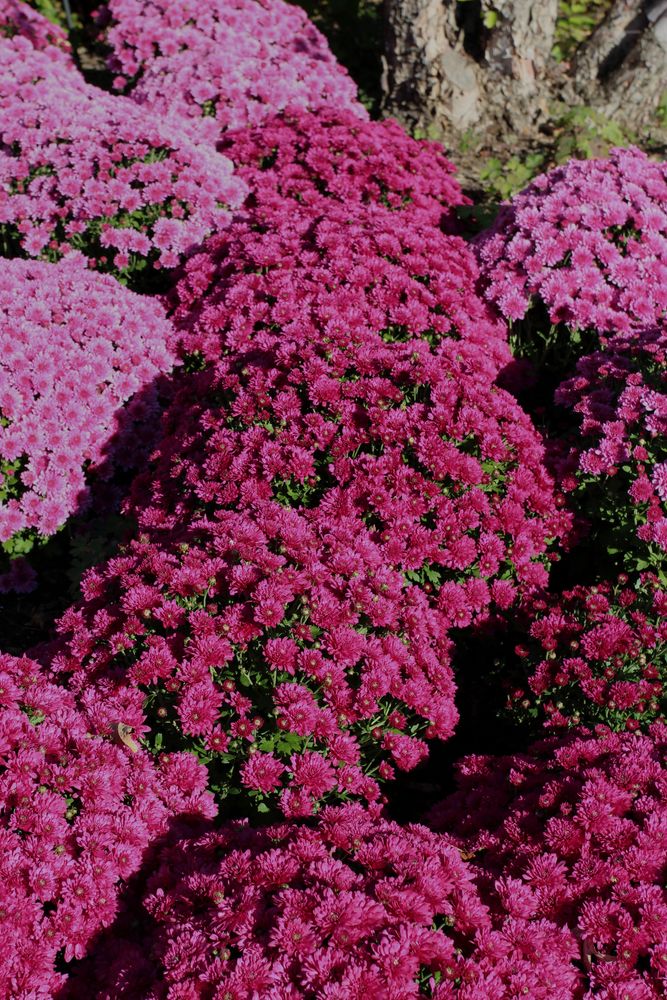 Vibrant flowers at Sinnissippi Gardens