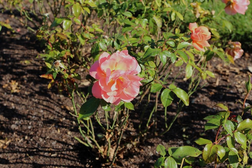 Pretty roses at Sinnissippi Gardens